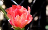 cactus blossom art cactus blossom art