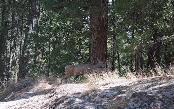 deer at Yosemite d2J09 3438
