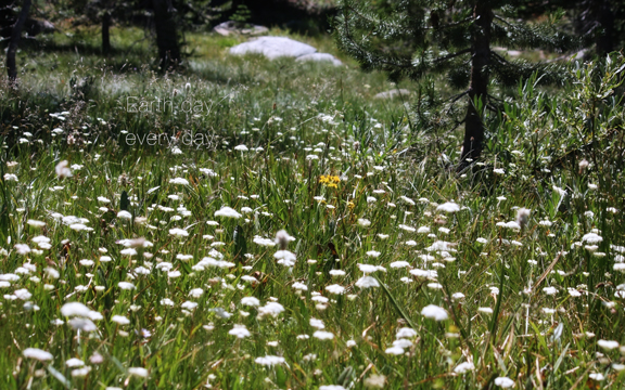 alpine meadow d3V05-4757