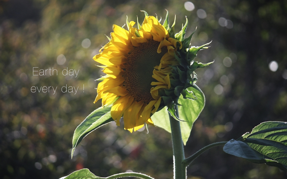 sunflower at Filoli d3V16 5239