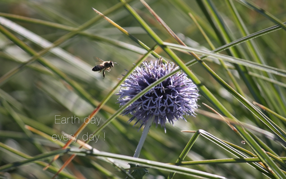 bee at Filoli d3V16 5298