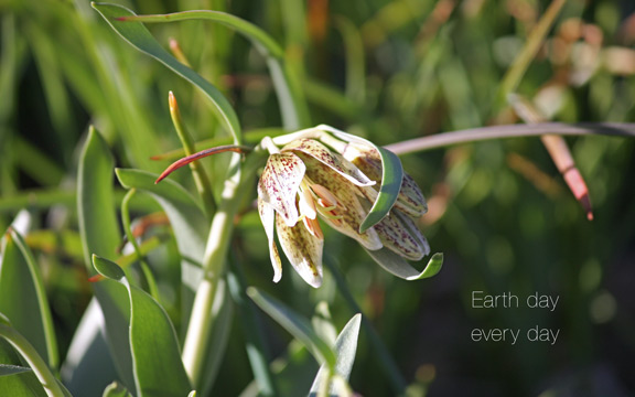 Fritillaria Purdyi d5P15 3564