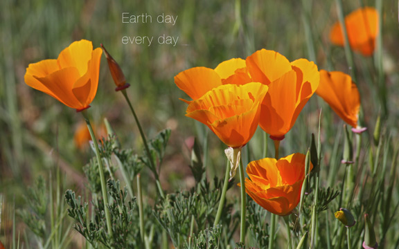 poppies at Redwood d5Q30 3594