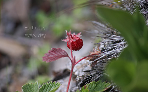 strawberry at Tilden d5R05 3664