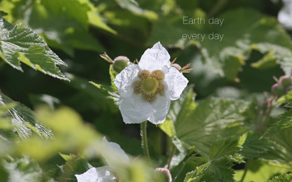 blackberry blossom at Tilden d5R05 3687