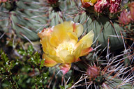 cactus blossom image cactus blossom image