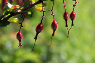 gooseberries entwined gooseberries entwined