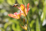 bee and lily in midsummer light bee and lily in midsummer light