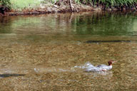 Merganser in motion over moving water Merganser in motion over moving water