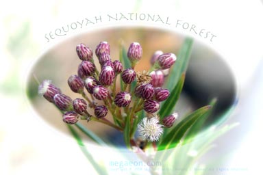 thumbnail preview of photo