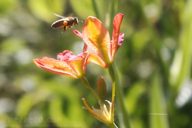 thumbnail preview of photo